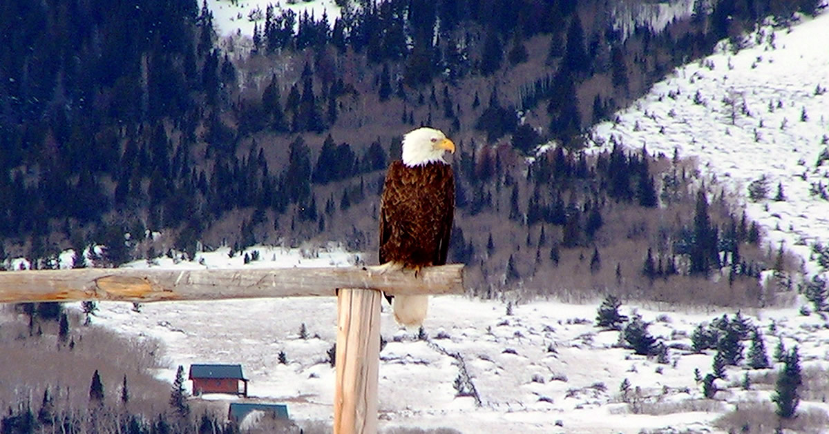 Bald eagle Carbon County, Wyoming