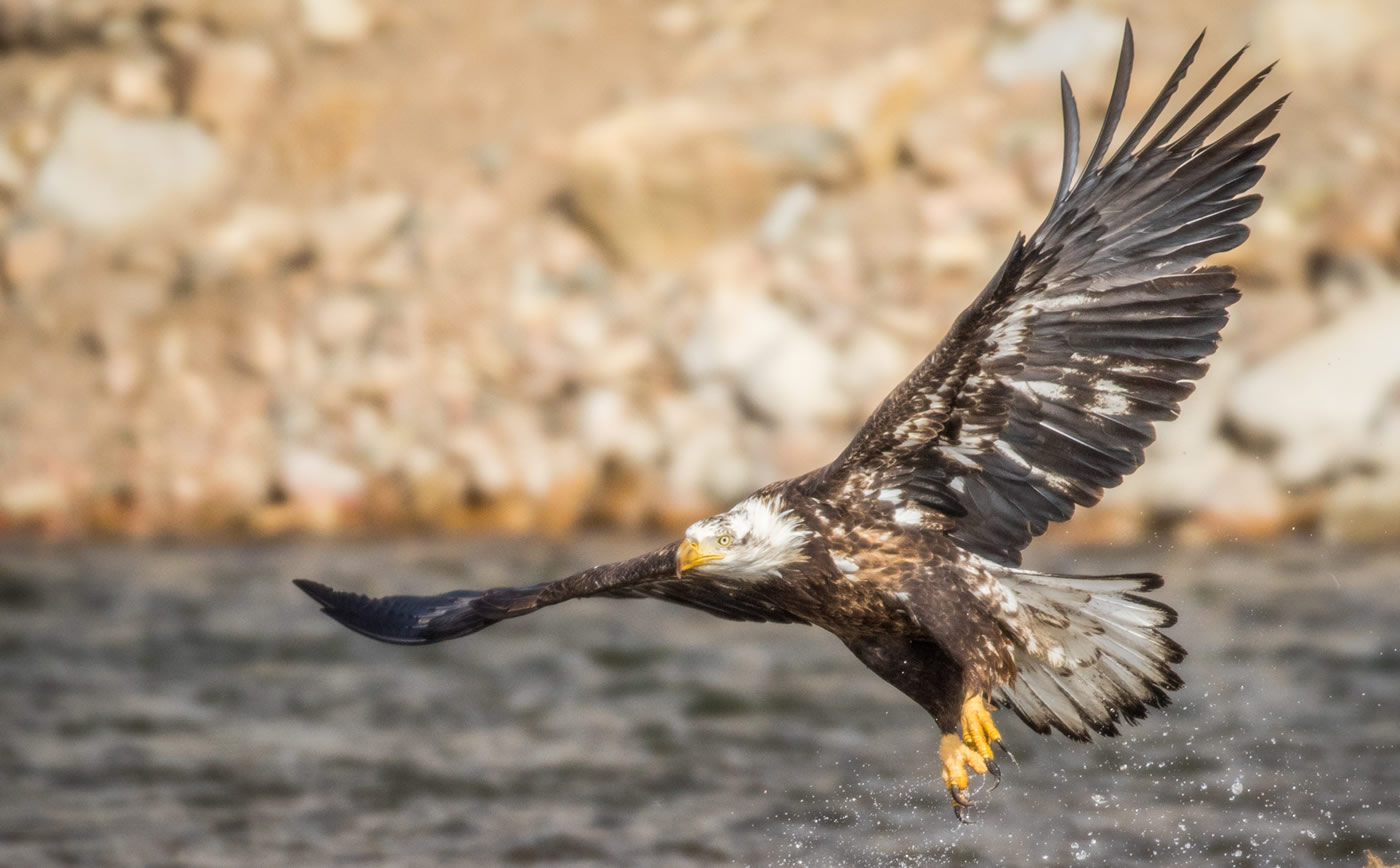 Eagle swoops into a river in Carbon County, Wyoming