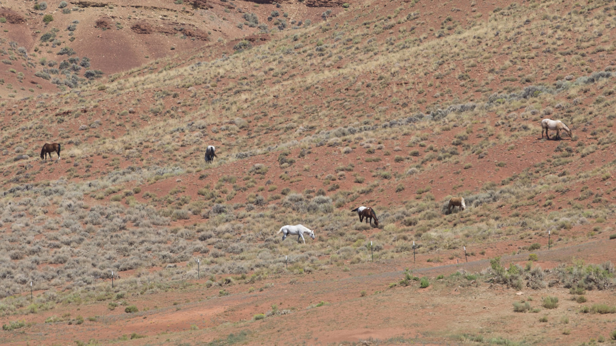Horse Management Area