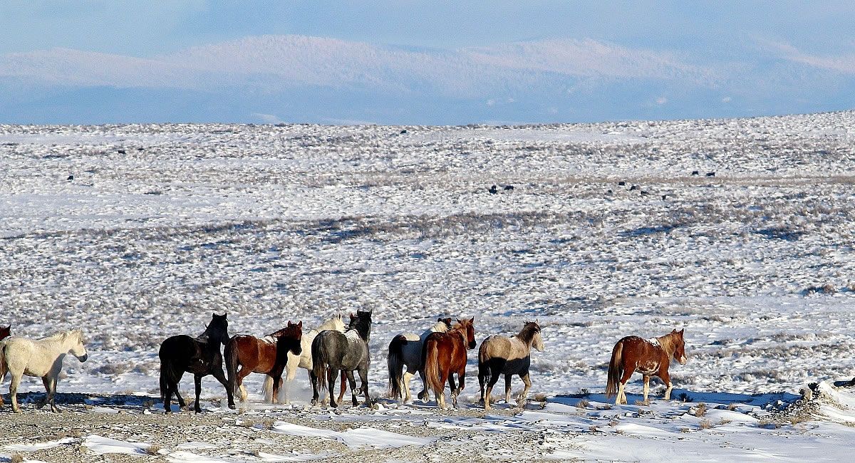 Wild Horses near Baggs, Wyoming