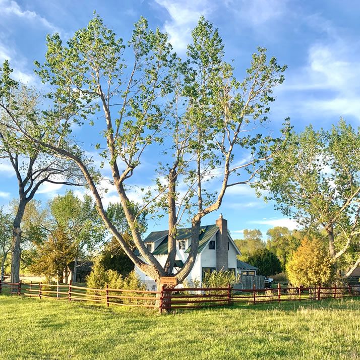 Treasure Island Homestead