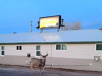 Silver Moon Motel & Suites & Deer